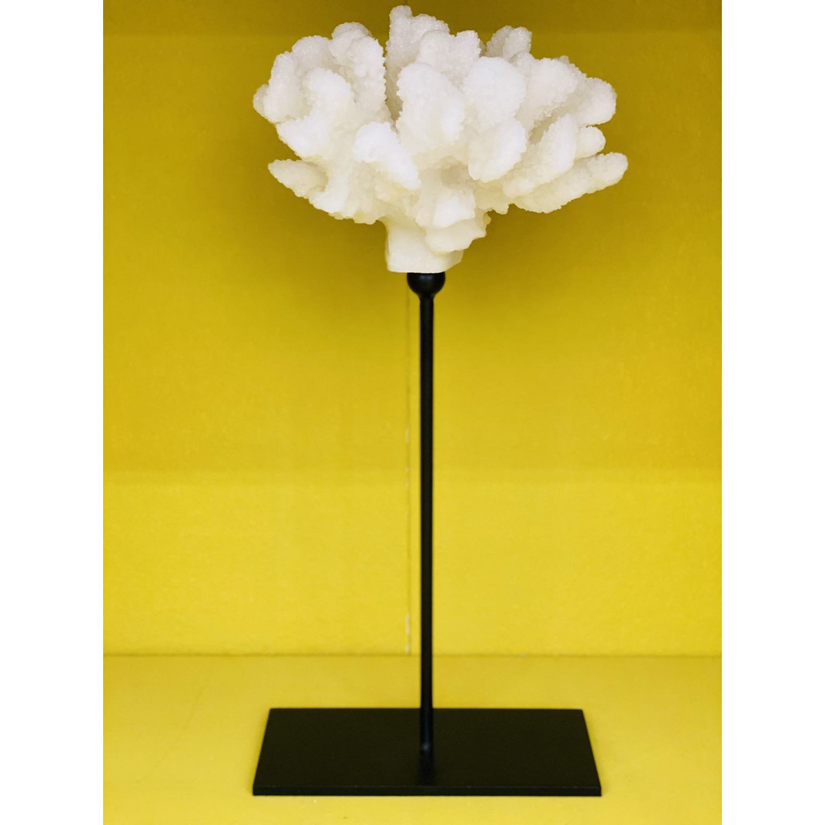Coral collection with metal stand -s size:H25cm W15cm D15cm
